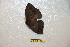  ( - BC-RBP 10529)  @12 [ ] Copyright (2017) Ron Brechlin Research Collection of Ron Brechlin