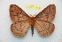  (Cerodirphia riekerti - BC-RBP 10532)  @11 [ ] Copyright (2017) Ron Brechlin Research Collection of Ron Brechlin