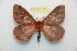  (Cerodirphia zalkindi - BC-RBP 10533)  @14 [ ] Copyright (2017) Ron Brechlin Research Collection of Ron Brechlin