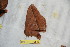  (Periga antkozlovi - BC-RBP 10536)  @13 [ ] Copyright (2017) Ron Brechlin Research Collection of Ron Brechlin