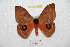 ( - BC-RBP 8398)  @13 [ ] Copyright (2014) Ron Brechlin Research Collection of Ron Brechlin