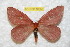  ( - BC-RBP 10550)  @12 [ ] Copyright (2017) Ron Brechlin Research Collection of Ron Brechlin