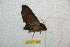  ( - BC-RBP 10560)  @12 [ ] Copyright (2017) Ron Brechlin Research Collection of Ron Brechlin