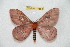  ( - BC-RBP 10583)  @13 [ ] Copyright (2017) Ron Brechlin Research Collection of Ron Brechlin