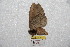  ( - BC-RBP 8445)  @12 [ ] Copyright (2014) Ron Brechlin Research Collection of Ron Brechlin