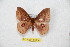  ( - BC-RBP 10604)  @13 [ ] Copyright (2017) Ron Brechlin Research Collection of Ron Brechlin