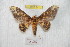  ( - BC-RBP 8470)  @14 [ ] Copyright (2014) Ron Brechlin Research Collection of Ron Brechlin