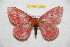  (Cerodirphia motcaucensis - BC-RBP 10625)  @11 [ ] Copyright (2017) Ron Brechlin Research Collection of Ron Brechlin