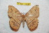  (Periga guaca - BC-RBP 10634)  @11 [ ] Copyright (2017) Ron Brechlin Research Collection of Ron Brechlin