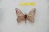  ( - BC-RBP 11886)  @11 [ ] copyright (2020) Ron Brechlin Research Collection of Ron Brechlin