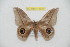  ( - BC-RBP 11911)  @11 [ ] copyright (2020) Ron Brechlin Research Collection of Ron Brechlin