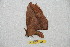  (Periga mincensis - BC-RBP 10651)  @12 [ ] Copyright (2017) Ron Brechlin Research Collection of Ron Brechlin