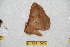  ( - BC-RBP 10658)  @11 [ ] Copyright (2017) Ron Brechlin Research Collection of Ron Brechlin