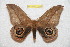  ( - BC-RBP 11936)  @11 [ ] copyright (2020) Ron Brechlin Research Collection of Ron Brechlin