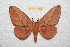  (Syssphinx ubalana - BC-RBP 10665)  @11 [ ] Copyright (2017) Ron Brechlin Research Collection of Ron Brechlin
