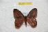  ( - BC-RBP 10686)  @12 [ ] Copyright (2017) Ron Brechlin Research Collection of Ron Brechlin