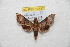  ( - BC-RBP 10747)  @11 [ ] Copyright (2018) Ron Brechlin Research Collection of Ron Brechlin