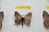  ( - BC-RBP 10754)  @11 [ ] Copyright (2018) Ron Brechlin Research Collection of Ron Brechlin