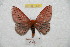  ( - BC-RBP 8539)  @13 [ ] Copyright (2014) Ron Brechlin Research Collection of Ron Brechlin