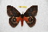  ( - BC-RBP 12078)  @11 [ ] copyright (2021) Ron Brechlin Research Collection of Ron Brechlin