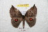  ( - BC-RBP 8688)  @13 [ ] Copyright (2014) Ron Brechlin Research Collection of Ron Brechlin