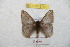 ( - BC-RBP 8743)  @11 [ ] Copyright (2014) Ron Brechlin Research Collection of Ron Brechlin