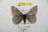  ( - BC-RBP 8754)  @13 [ ] Copyright (2014) Ron Brechlin Research Collection of Ron Brechlin