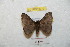  ( - BC-RBP 8779)  @11 [ ] Copyright (2014) Ron Brechlin Research Collection of Ron Brechlin