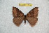  ( - BC-RBP 12095)  @11 [ ] copyright (2021) Ron Brechlin Research Collection of Ron Brechlin