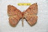  (Periga cascabeles - BC-RBP 10823)  @11 [ ] Copyright (2017) Ron Brechlin Research Collection of Ron Brechlin