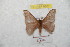  ( - BC-RBP 8807)  @13 [ ] Copyright (2014) Ron Brechlin Research Collection of Ron Brechlin