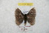  ( - BC-RBP 8812)  @13 [ ] Copyright (2014) Ron Brechlin Research Collection of Ron Brechlin