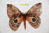  ( - BC-RBP 10835)  @11 [ ] Copyright (2017) Ron Brechlin Research Collection of Ron Brechlin