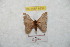  ( - BC-RBP 8838)  @12 [ ] Copyright (2014) Ron Brechlin Research Collection of Ron Brechlin