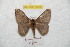  ( - BC-RBP 8839)  @13 [ ] Copyright (2014) Ron Brechlin Research Collection of Ron Brechlin