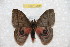  ( - BC-RBP 10864)  @11 [ ] Copyright (2017) Ron Brechlin Research Collection of Ron Brechlin