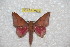 ( - BC-RBP 10872)  @13 [ ] Copyright (2017) Ron Brechlin Research Collection of Ron Brechlin