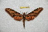  ( - BC-RBP 12111)  @11 [ ] copyright (2021) Ron Brechlin Research Collection of Ron Brechlin