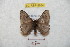  ( - BC-RBP 8864)  @13 [ ] Copyright (2014) Ron Brechlin Research Collection of Ron Brechlin