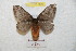 ( - BC-RBP 8870)  @11 [ ] Copyright (2014) Ron Brechlin Research Collection of Ron Brechlin