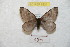  ( - BC-RBP 8921)  @11 [ ] Copyright (2014) Ron Brechlin Research Collection of Ron Brechlin