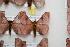  ( - BC-RBP 8768)  @14 [ ] Copyright (2014) Ron Brechlin Research Collection of Ron Brechlin