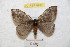  ( - BC-RBP 8992)  @13 [ ] Copyright (2015) Ron Brechlin Research Collection of Ron Brechlin