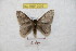  ( - BC-RBP 9005)  @13 [ ] Copyright (2015) Ron Brechlin Research Collection of Ron Brechlin