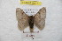  ( - BC-RBP 9027)  @13 [ ] Copyright (2015) Ron Brechlin Research Collection of Ron Brechlin
