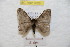  ( - BC-RBP 9028)  @13 [ ] Copyright (2015) Ron Brechlin Research Collection of Ron Brechlin