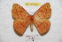  (Periga barragani - BC-RBP 9032)  @14 [ ] Copyright (2015) Ron Brechlin Research Collection of Ron Brechlin