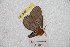  ( - BC-RBP 9039)  @12 [ ] Copyright (2015) Ron Brechlin Research Collection of Ron Brechlin