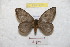  ( - BC-RBP 9071)  @13 [ ] Copyright (2015) Ron Brechlin Research Collection of Ron Brechlin