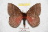  ( - BC-RBP 9119)  @12 [ ] Copyright (2015) Ron Brechlin Research Collection of Ron Brechlin